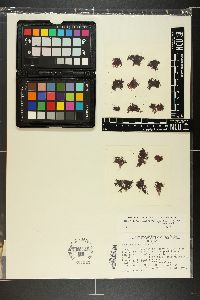 Binghamiopsis caespitosa image