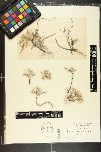 Ceramium californicum image