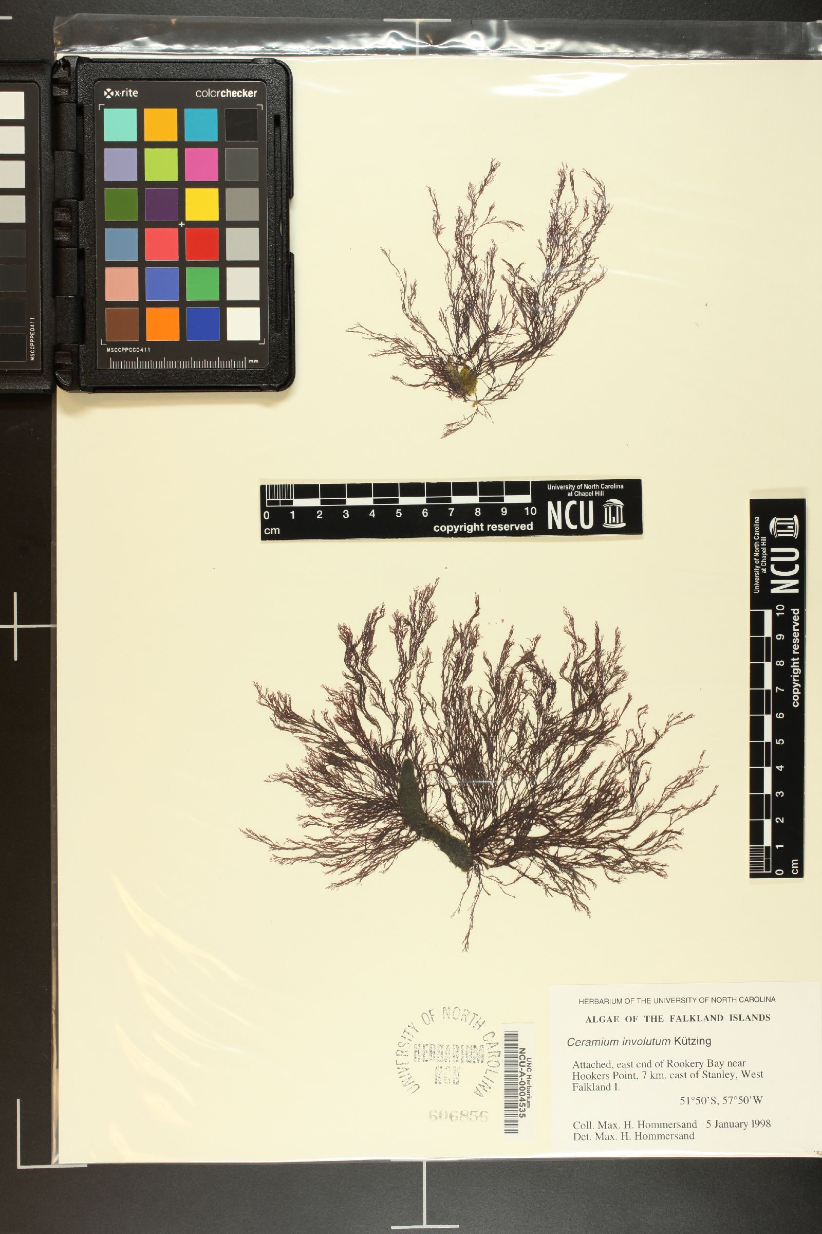 Ceramium involutum image