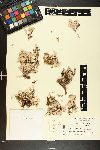 Ceramium poeppigianum subsp. unilaterale image