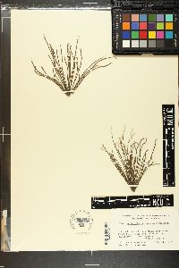 Chaetomorpha robusta image