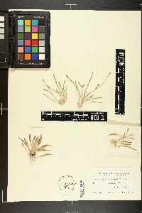 Chloroclados australasicus image