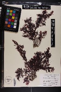 Chondria succulenta image