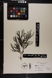 Cladophora japonica image