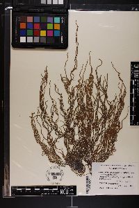 Cladosiphon vermicularis image