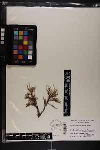 Image of Cliftonaea pectinata