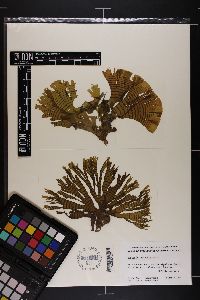 Cutleria hancockii image