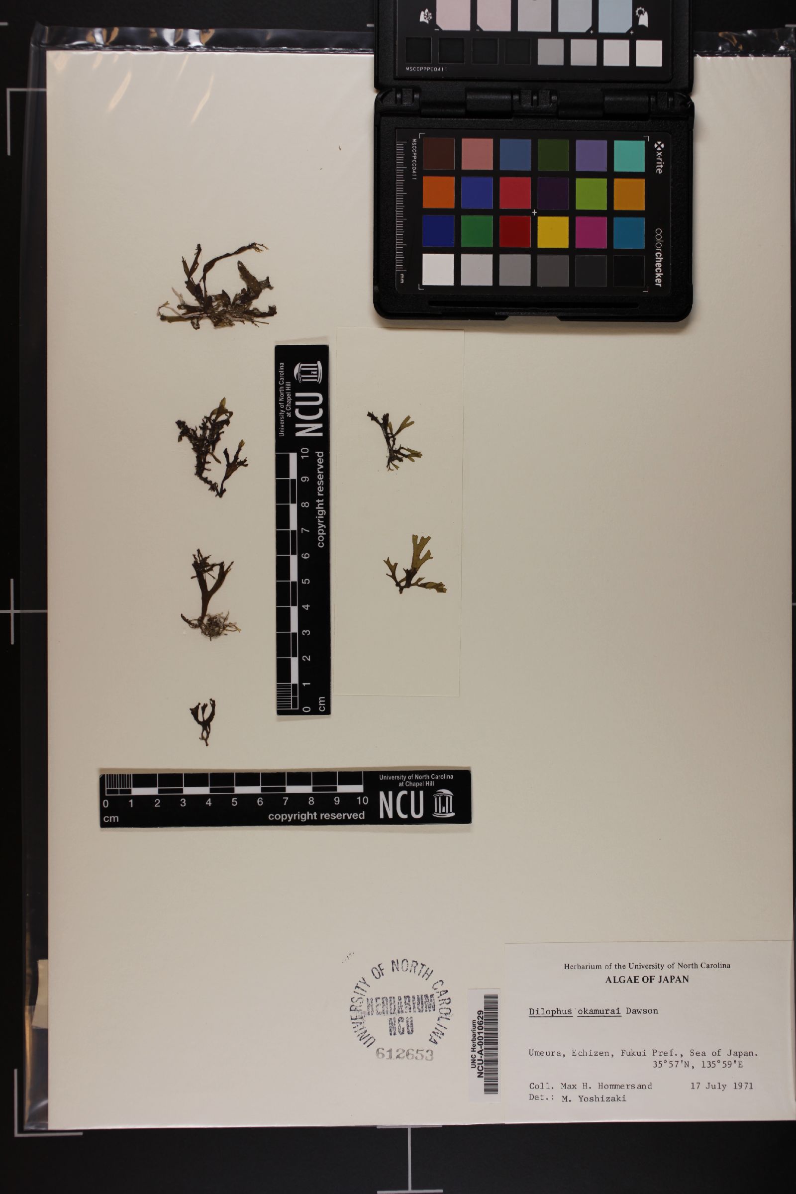 Rugulopteryx okamurae image