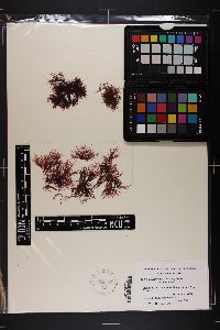 Gelidium latifolium image