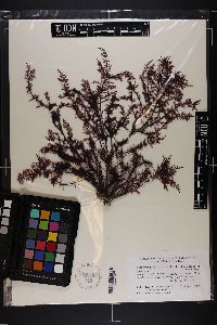 Gelidium pteridifolium image