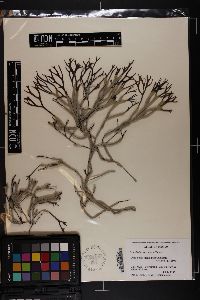 Gracilaria cerrosiana image