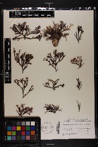 Gracilaria spinulosa image