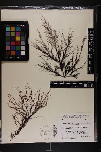 Phyllymenia capenis image