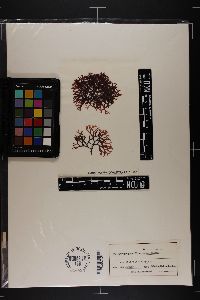 Ahnfeltiopsis divaricata image