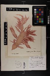 Halymenia pseudofloresii image