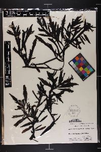 Lenormandia angustifolia image