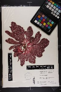 Martensia australis image