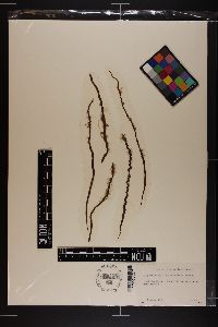 Myriotrichia claviformis image