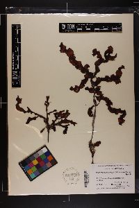 Neurymenia fraxinifolia image