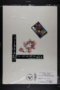 Plocamium microcladioides image