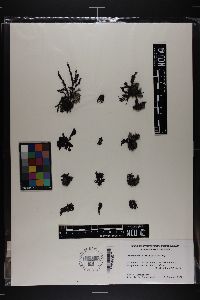Perrinia ericoides image
