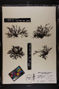 Polysiphonia isogona image