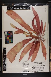 Rhodoglossum gigartinoides image
