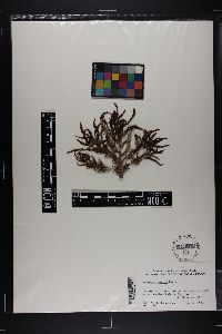 Sargassum sinicola image