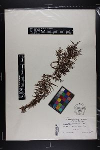 Sargassum filipendula image