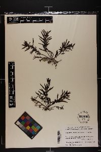 Sargassum herporhizum image
