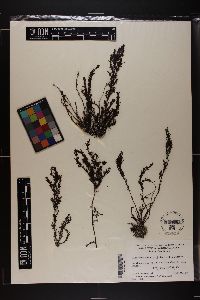 Sargassum johnstonii image