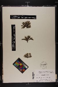 Sphacelaria californica image