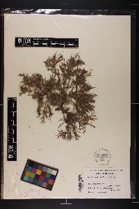 Spyridia cupressina image