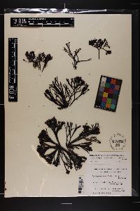 Trematocarpus flabellatus image