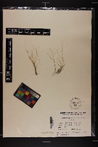 Trematocarpus papenfussii image
