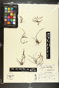 Chondracanthus bajacalifornicus image