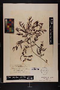 Sargassum spinuligerum image