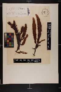 Cladhymenia oblongifolia image