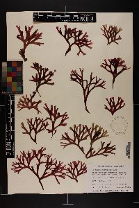 Rhodymenia arborescens image