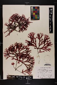 Rhodymenia arborescens image