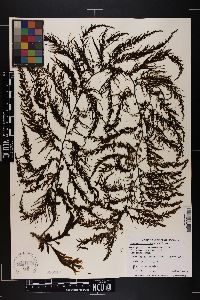 Sargassum muticum image