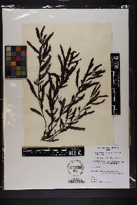 Sargassum sinicola image