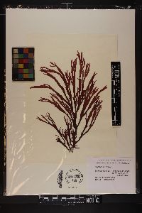 Callophyllis violacea image