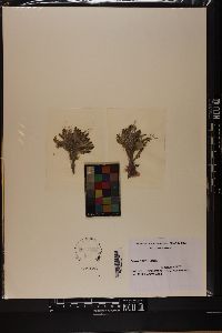 Batophora oerstedii image
