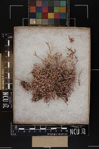 Amphiroa dilatata image