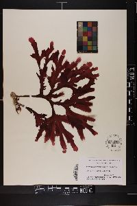 Cryptopleura farlowiana image