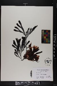 Fucus distichus image