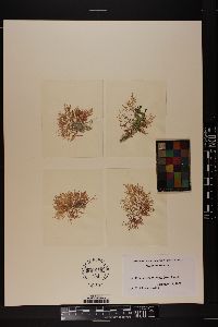 Champia salicornioides image