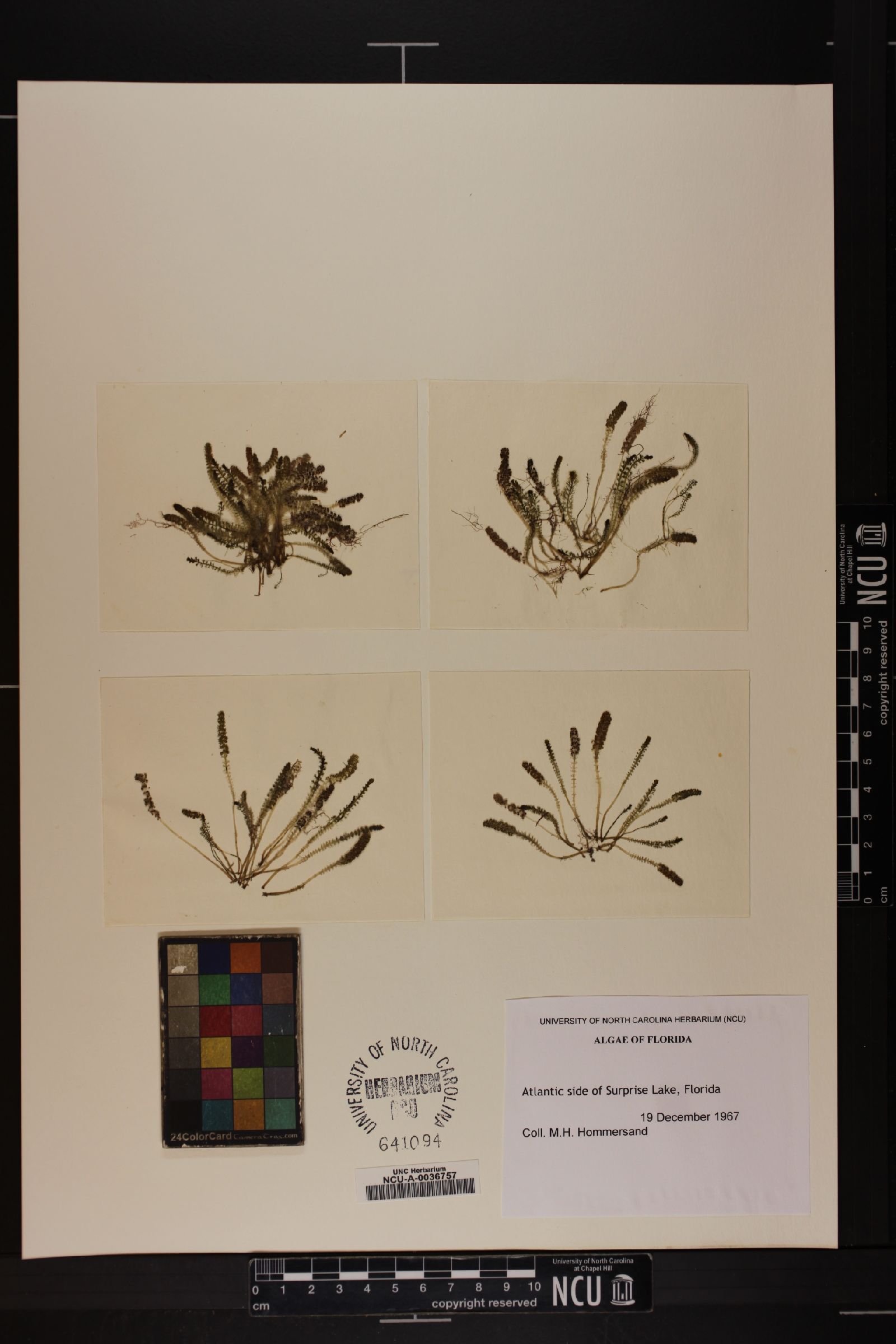 Batophora occidentalis image