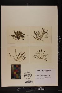 Batophora occidentalis var. largoensis image